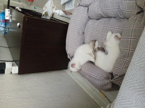 Son iki kedimiz bakmadan geçmeyin