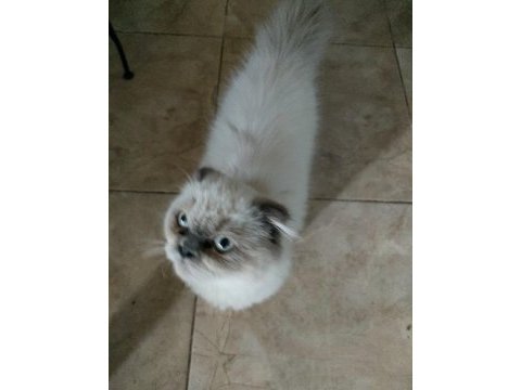 Exotic longhair acil