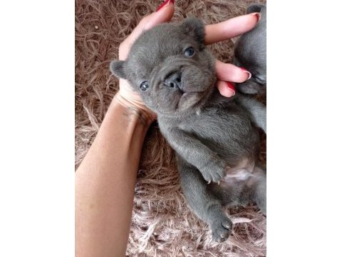 French bulldog blue