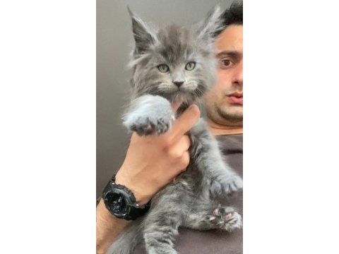 Xxxl maine coon erkek yavrular (yurt dışı şecereli dereceli)