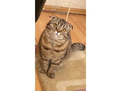 Bir yaşına yeni girmiş scottish fold kızımıza eş arıyoruz