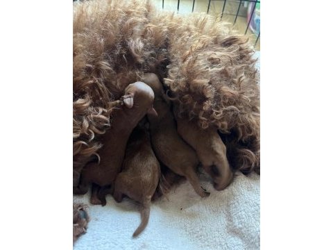 25.04.2025 doğumlu 2 erkek ve 2 dişi toy poodle max 3 kg