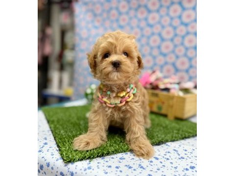 Dizayn ırk maltipoo sevimli bebekler 