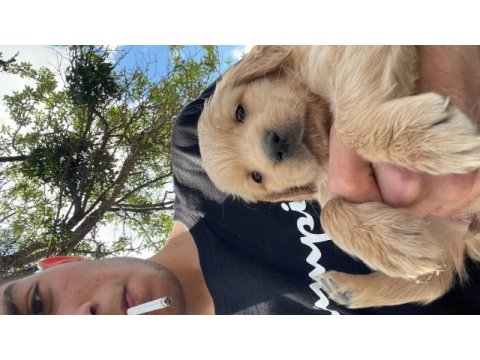 Yavru safkan golden retriever yavrular