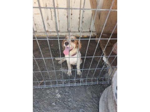 5 aylık cavalier king charles