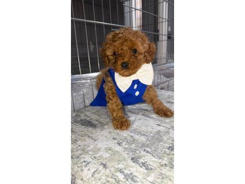 Micro kore teacup poodle