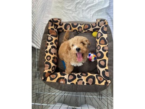 A kalite maltipoo yavrumuz
