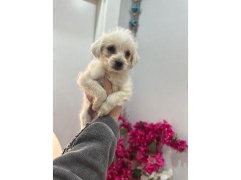 Maltipoo yavrum 55 günlük