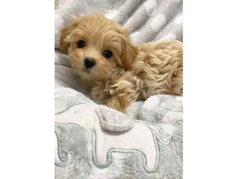 Maltipoo kore kan 0 numara bebekler