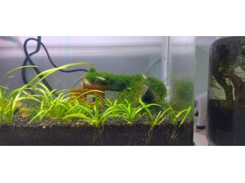 Ultra clear akvaryum tüm set açıklamayı oku