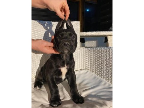 Safkan şampiyon anneden blue ve siyah cane corso yavrular