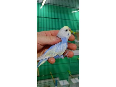 Rainbow muhabbet kuşu yavruları