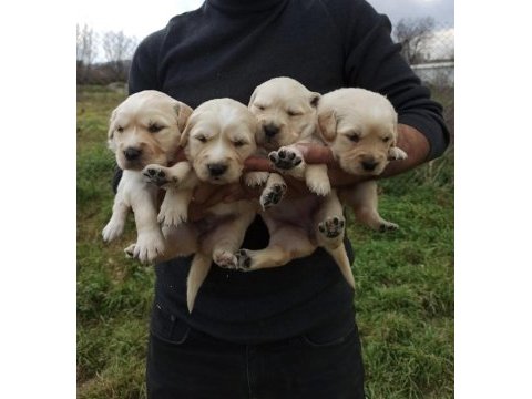Labrador yavruları a kalite tüm illere gönderim