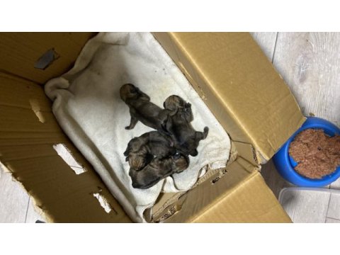 5 günlük pug yavruları