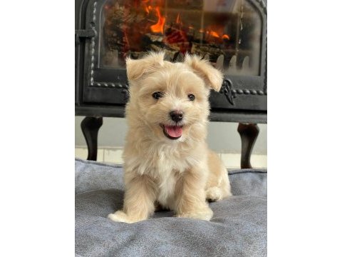İpeksi tüylü neşe küpü maltipoo yavruları