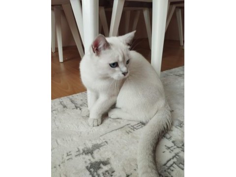 8 aylık anne baba şecereli british shorthair