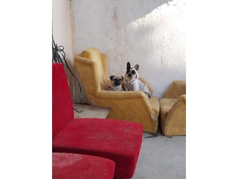 2 yaşında dişi french bulldog