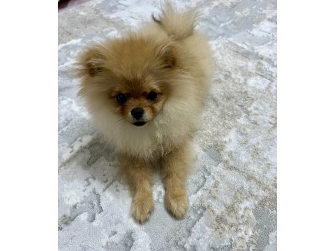 Ayı suratlı 5.5 aylık pomeranian