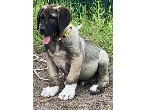 Kangal köpeğimizi sahiplendiriyoruz