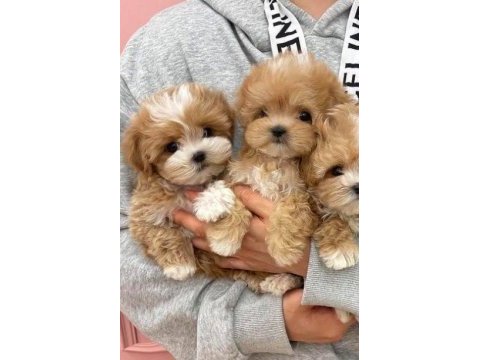 Gerçek teacup garantili kore maltipoo