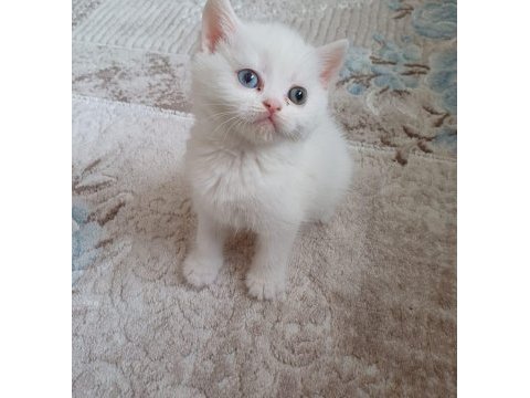 British shorthair yavrumuz