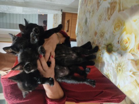 Anne british shorthair sokak kedisi baba