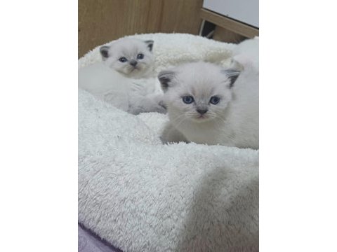 Küçük minnak kedilerim