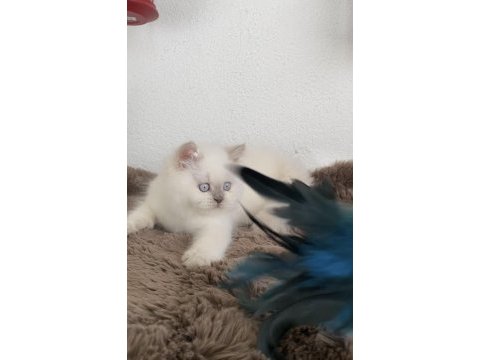 British shorthair kızlarımız