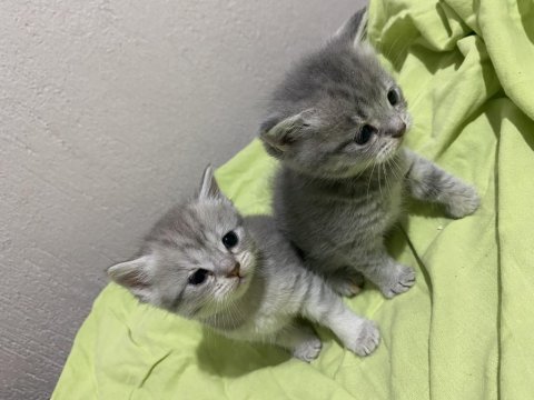 British shorthair 2 aylık