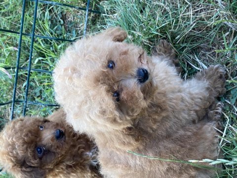 Orjinal maltipoo bebekler