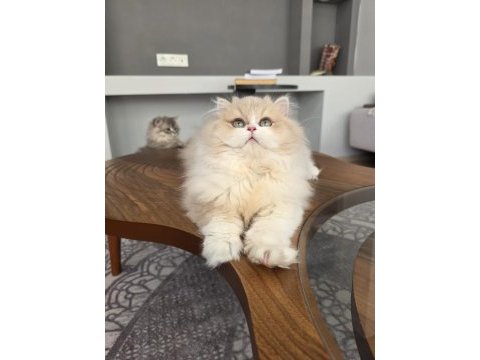 British longhair kedilerim
