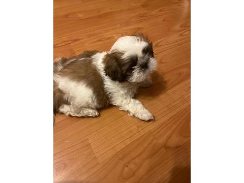 Asil yavrumuz shih tzu
