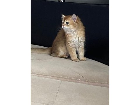 Sahibinden british longhair
