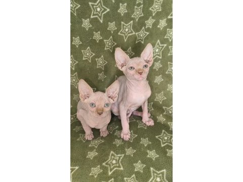 Naked beauty sphynx cattery kedimiz