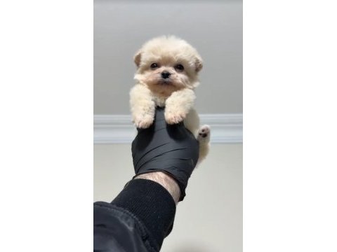 Sevgiliden sevgiliye pomeranian boo