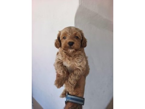 Maltipoo yavruları