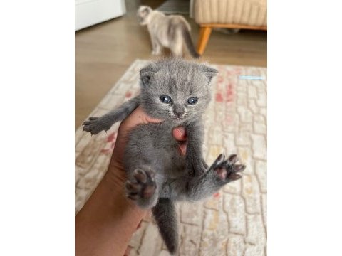 Evinizin british shorthair neşeleri burada