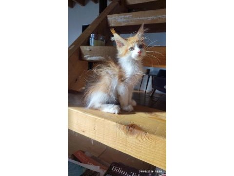 Xxl cüsse maine coon mükemmel profil dopdolu belge