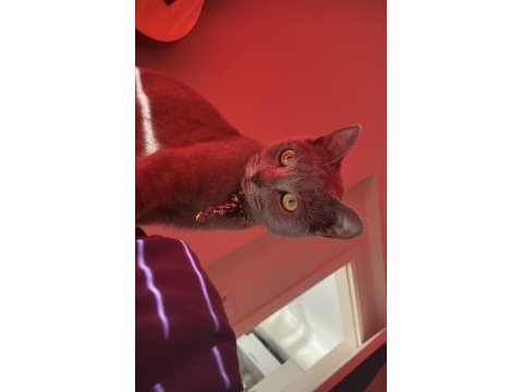 Antialerjik british russian 2 yaşında dışı kedimiz