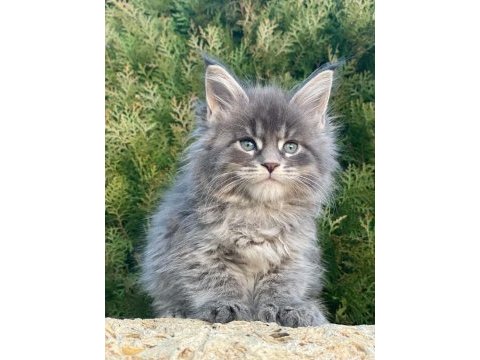 Lüks ve üst kalite maine coon yavruları