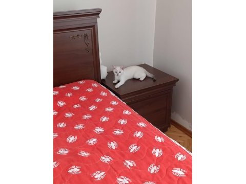 Lynx point british shorthair prenses
