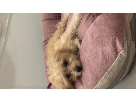 Maltipoo tuvalet eğitimli