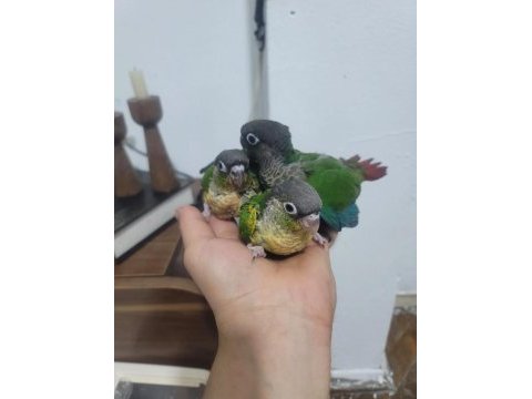 Bebek konur papağanları el besleme