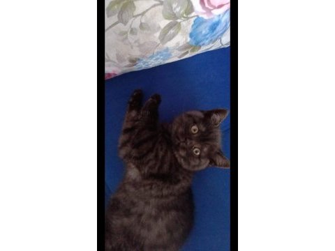 3,5 aylık british shorthair kedimiz sahiplendirilecektir