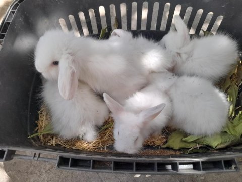 Hollanda lop tavşanımız