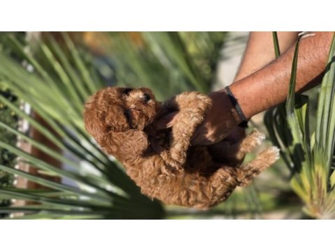 Red toy poodle yavrular