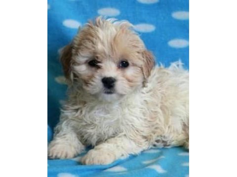 Morkie yavrular kahverengi beyaz