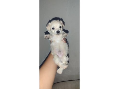 Yeni yavru köpeklerimiz sahiplerini bekliyorlar