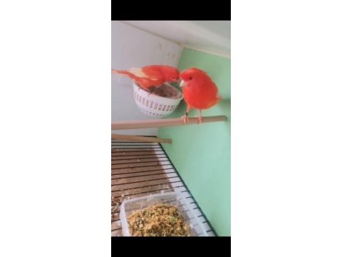 Bir takım kırmızı kuşumuz