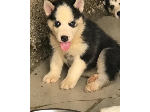Husky sibirya yavruları